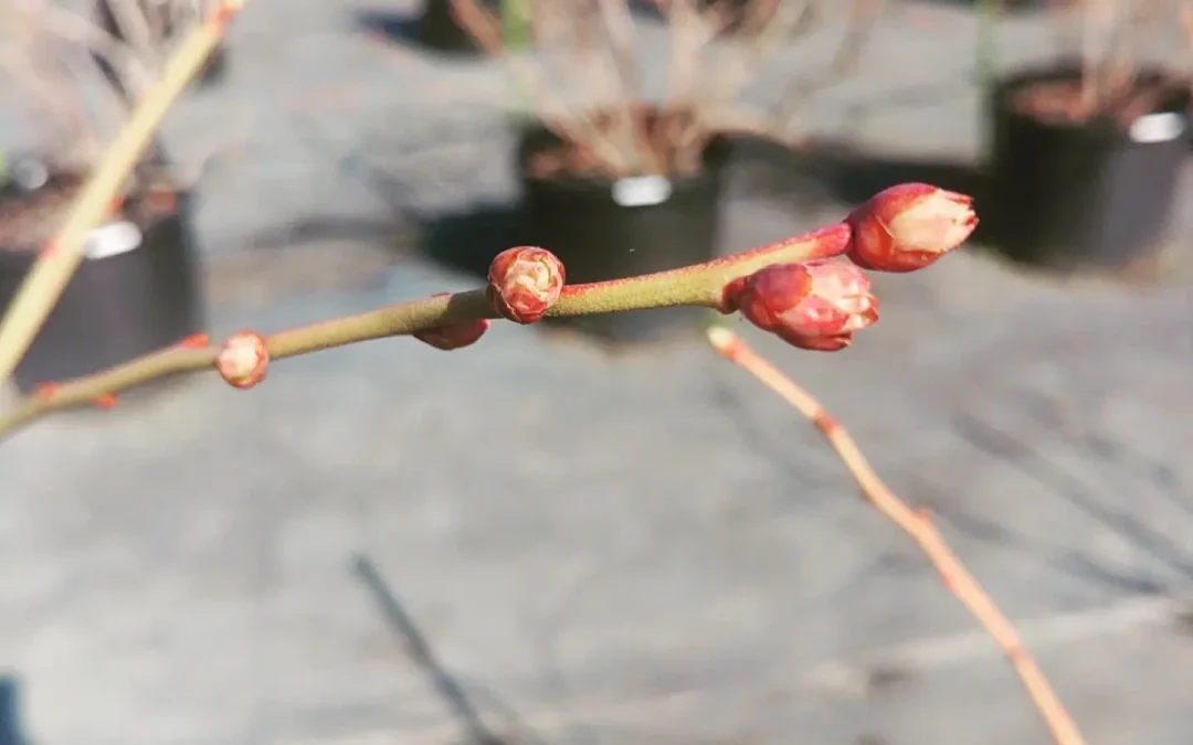 本日は完全に春の陽気