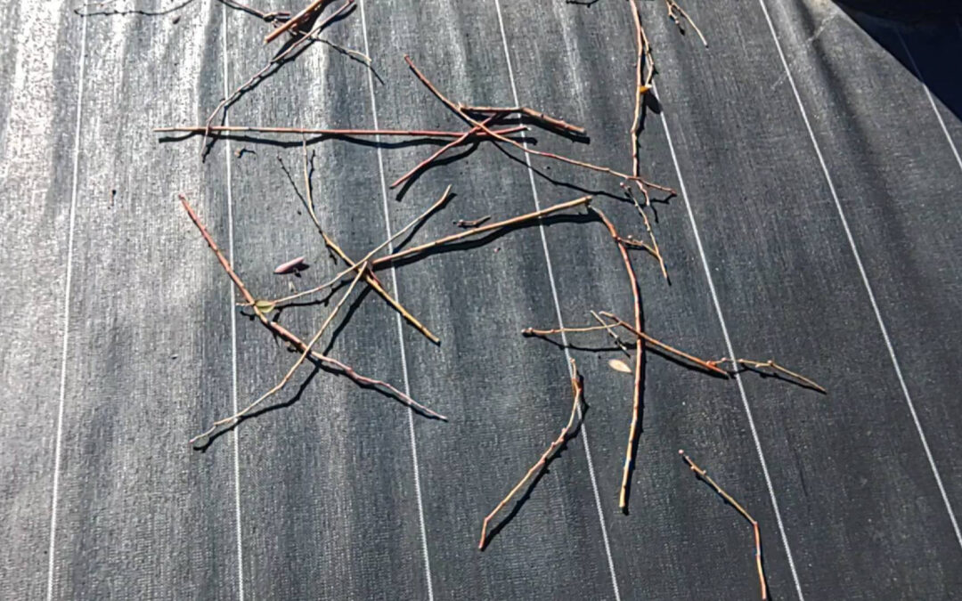 剪定も二週目に突入しました